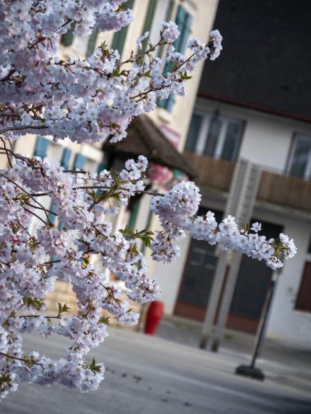 2025 - Louhans, France